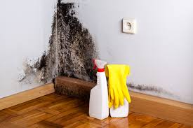 Why You Should Choose Our Mold Remediation Services in Air Force Academy, CO